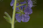 Fuzzy phacelia